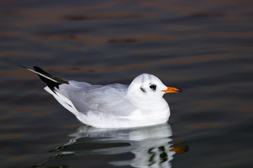 seagull