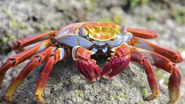 Closeup of a Sally Lightfoot Crab at Punta Espinoza on Fernandina Island in the Galapagos Islands National Park and Marine Reserve, Ecuador.