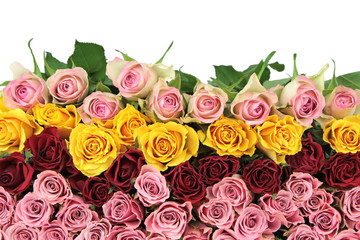 Colorful roses on white background.
