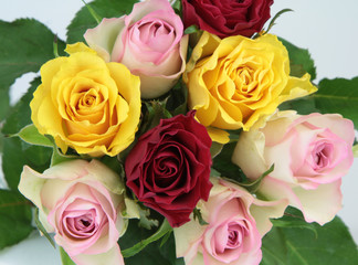 Colorful roses 
