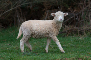 Sheep walking through the paddock