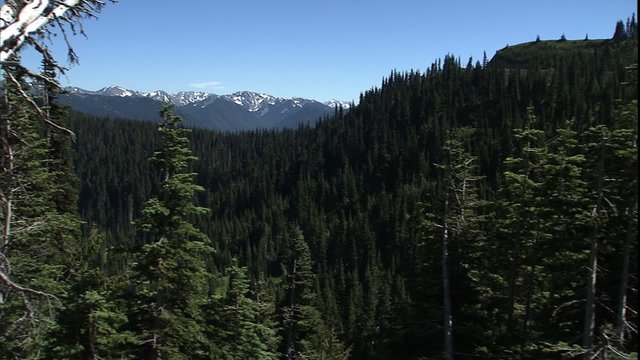 dolly past deadfall Olympic mountains in BG