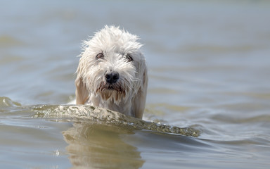 Portrait of cute dog in water