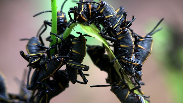 Black insects eat a green leaf.