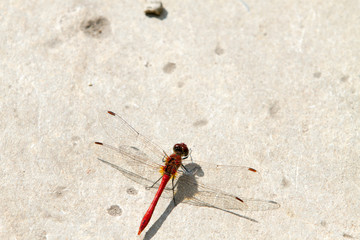 The red-veined darter or nomad (Sympetrum fonscolombii), dragonfly of the genus Sympetrum