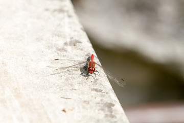 The red-veined darter or nomad (Sympetrum fonscolombii), dragonfly of the genus Sympetrum