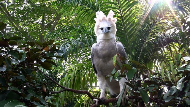 A harpy eagle, largest of world's eagles, peers out from the jungle.