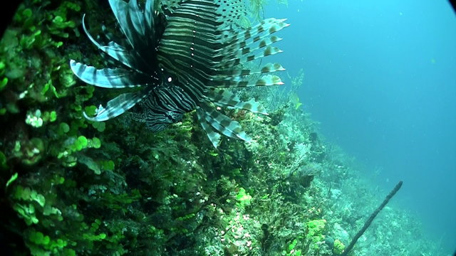A deadly lionfish floats in a green underwater seascape.