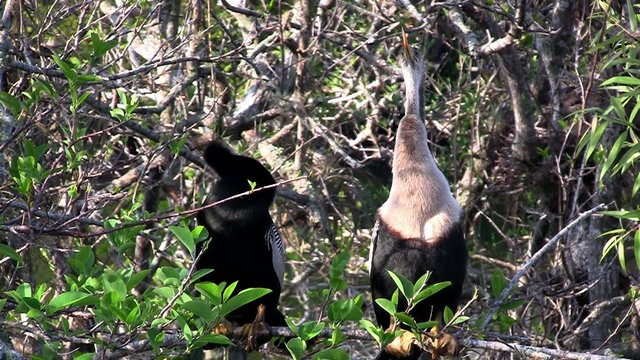 A paid of anhinga birds in a swamp in Florida.