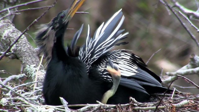 A male anhinga bird in its nest in Florida.