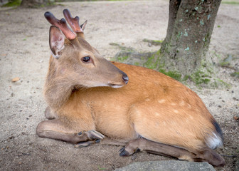 Miyajima island Japan deer resting afternoon