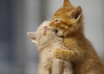 Kittens Playing . Two young cats playfighting outdoors.