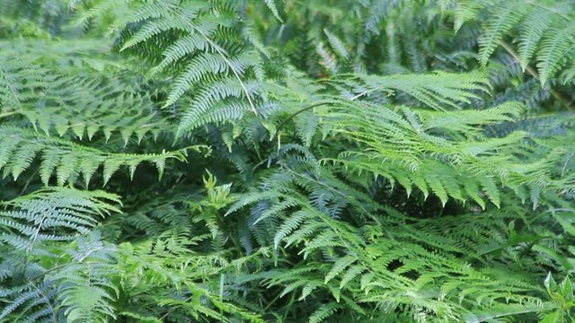 fern plant in the nature forest
