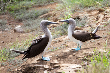 Naklejka na ściany i meble Pair of blue footed boobies performing mating dance, Galapagos Islands, Ecuador