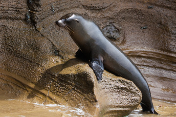 A sea lion on the rock at Galapagos Islands, Ecuador, Pacific, South America