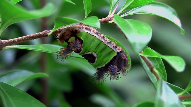 A saddleback caterpillar walks on a leaf in the Everglades, Florida.