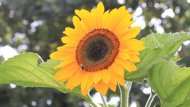 bumble bee on sunflower
