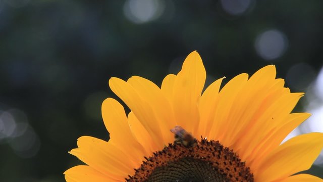 bumble bee on sunflower
