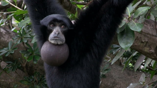 A siamang gibbon from Indonesia hangs in a tree.