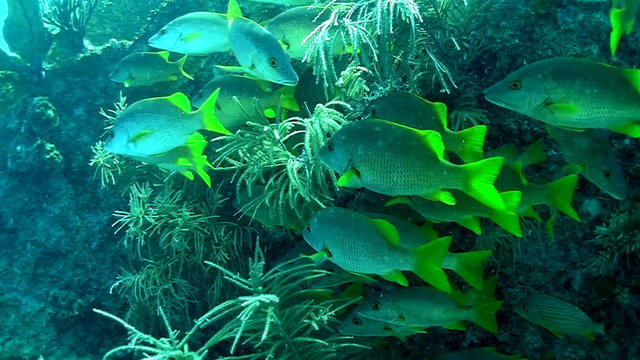 Yellowtail snappers swim underwater in the Florida Keys.