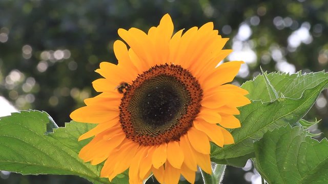 sunflower in the garden, bee and bumble bee 
