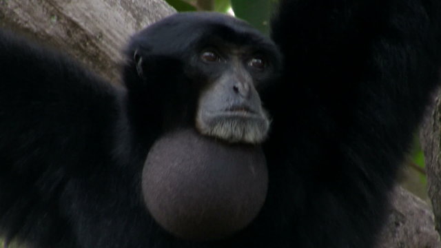 A siamang gibbon from Indonesia hangs in a tree and inflates his chin.