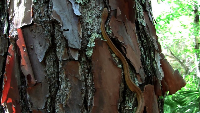 A yellow rat snake slithers through a tree in the Florida Everglades.