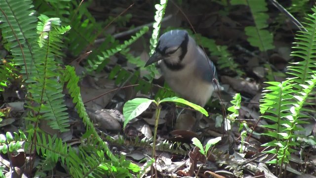 A blue jay forages on the forest floor.