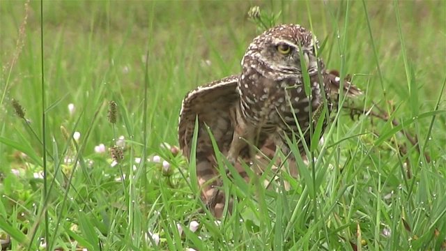 A burrowing owl looks around.