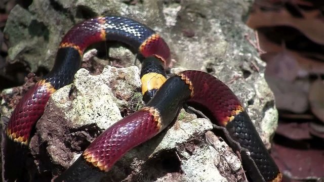 A coral snake crawls amongst rocks.