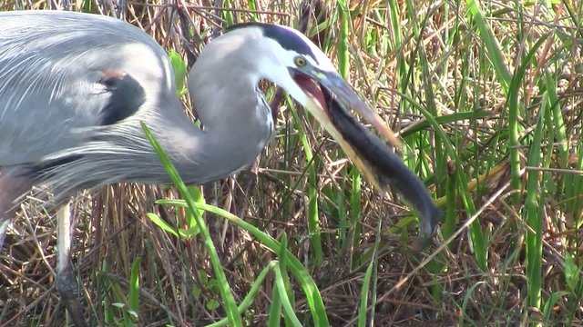 A great blue heron feeds in a marshland.