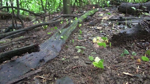 Thousands of leafcutter ants move across a forest floor.