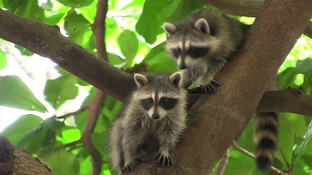 Two raccoons adopt a cute pose in a tree.