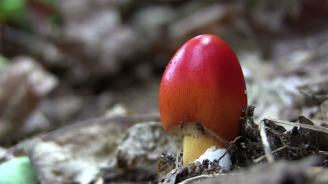 A red rosella mushroom grows on the forest floor.