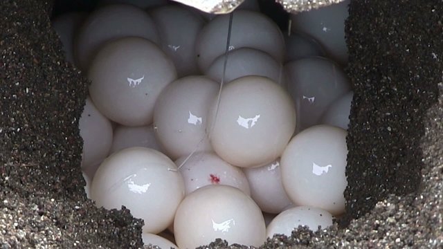Olive Ridley sea turtles lay eggs in their nests.