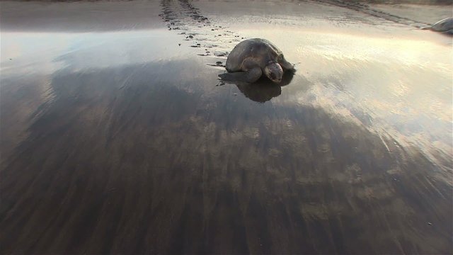 Olive Ridley sea turtle crawls up a beautiful beach to lay eggs.