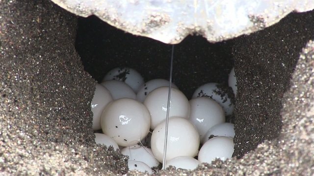 Olive Ridley sea turtle lays eggs in its sandy nest.