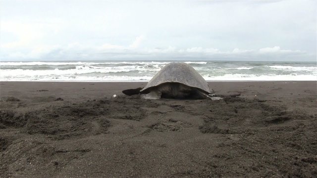 Olive Ridley sea turtle crawls back into the sea after laying eggs in the sand.