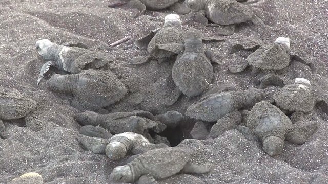 Dozens of baby olive Ridley sea turtles emerge from the sand and lay on the beach.