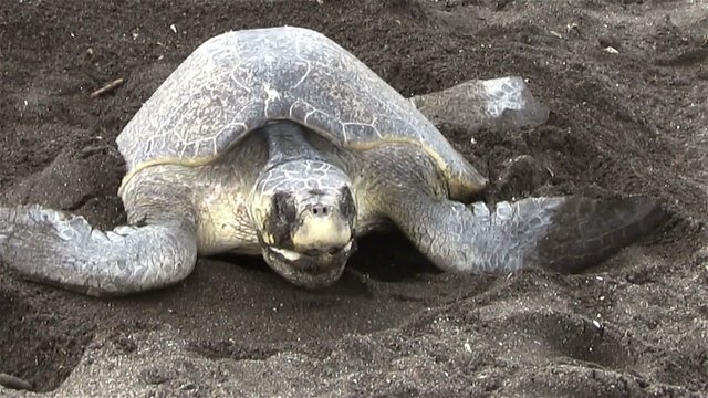 Olive Ridley sea turtles make their way up a beach.