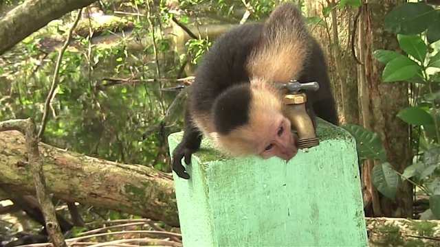 A capuchin monkey drinks water from a spigot.