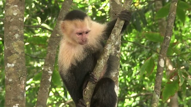 A capuchin monkey sits in a tree.