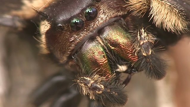 A spider face in extreme close up.