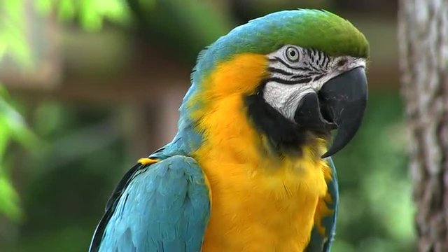 A macaw in a rainforest