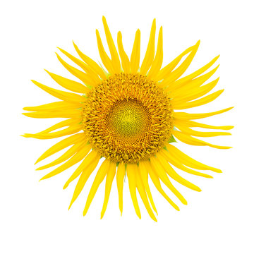 close up sunflower on isolated white background