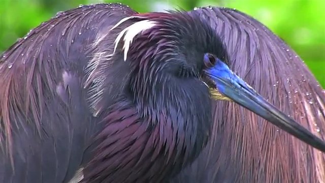 A little blue heron stands in the rain
