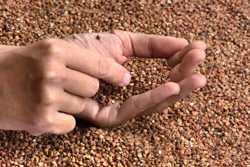 buckwheat groats in hands