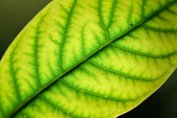 leaf abstract style