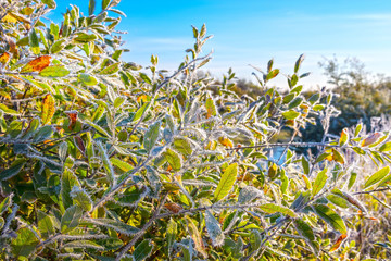 Листья вербы покрытые инеем после ночного заморозка. Россия,Сибирь,Новосибирская область,Колыванский район, побережье реки Чаус