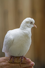 Hochzeitstaube